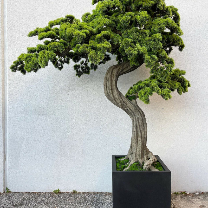 Árvore Bonsai de grandes dimensões Block M